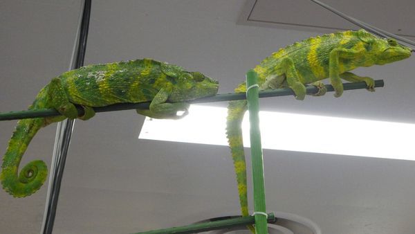 「東京レプタイルズワールド2014」に集まった動物たち