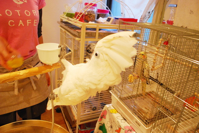 ことりカフェ／表参道店・ことりたち