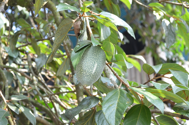 愛玉の実。これを乾燥させ、中身の種を水で揉みしだくとゼリーになる