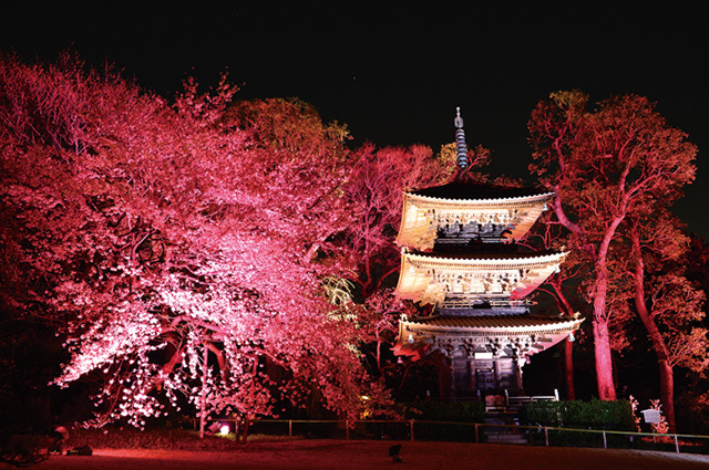 桜センセーション（東京／江戸川橋）　「庭園光響曲～春楽章～」は、光の色が変わるので目にも楽しい
