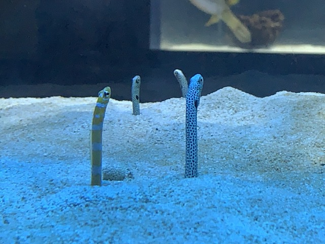 ニシキアナゴとチンアナゴ