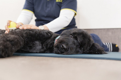 動画 ワンちゃんのトロ顔に釘付け 卵型 犬用マッサージャー で愛犬ストレスケア 1 2 ハピママ