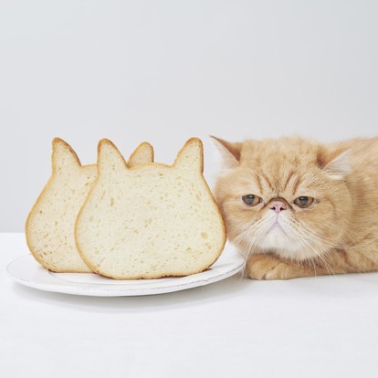 キュートな 猫アイテム 大集合 ねこグッズあつめてみました にゃんにゃんにゃん 期間限定8ショップ うまいめし キュートな 猫アイテム 大集合 ねこグッズあつめてみました にゃんにゃんにゃん 期間限定8ショップ うまいめし