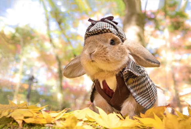 うさぎしんぼる展