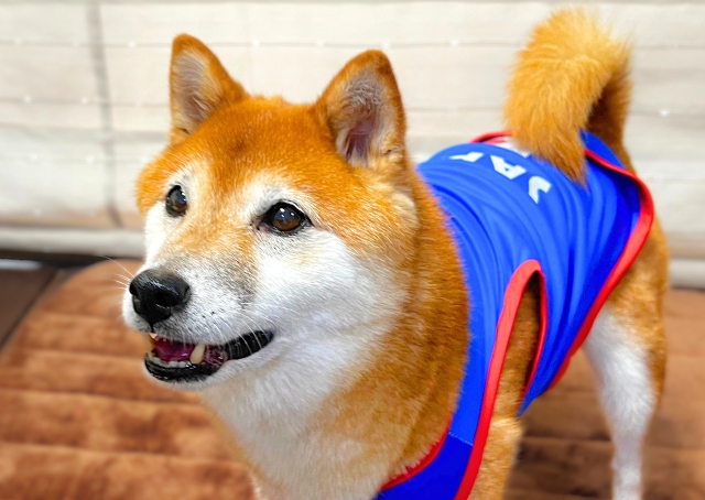 【SHEINペット用品】心なしか愛犬もご機嫌そう