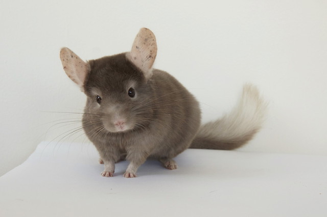 Japan Chinchilla Festival