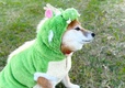 【年賀状おすすめ犬服・小物】防寒機として冬の散歩へも行かれそう