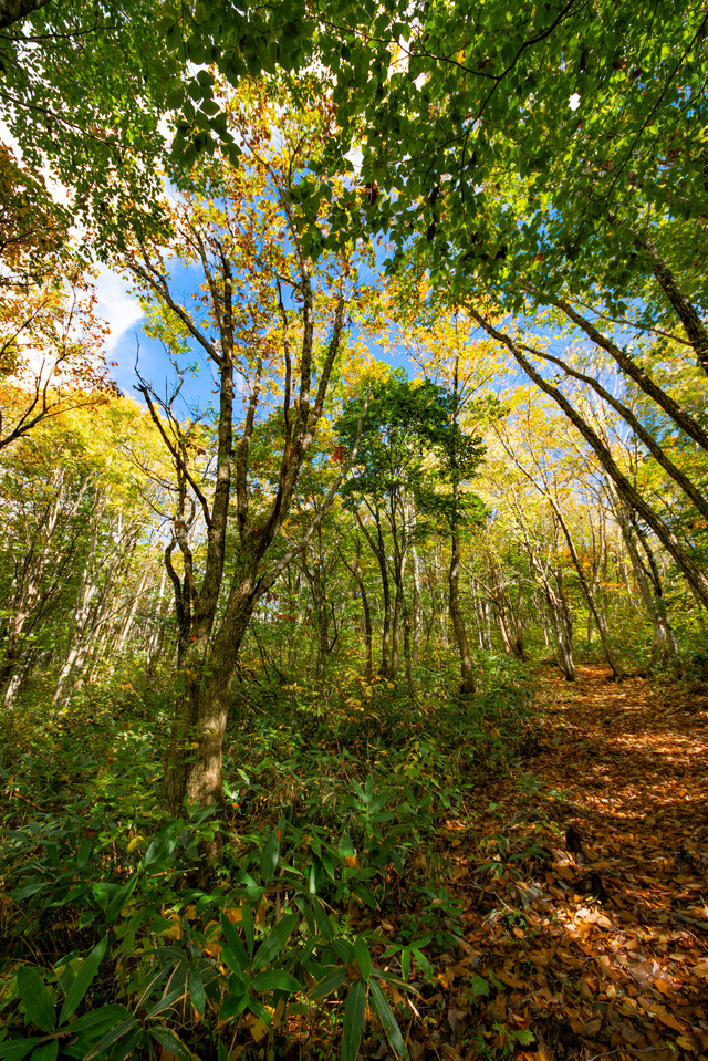 白馬岩岳「ねずこの森」 