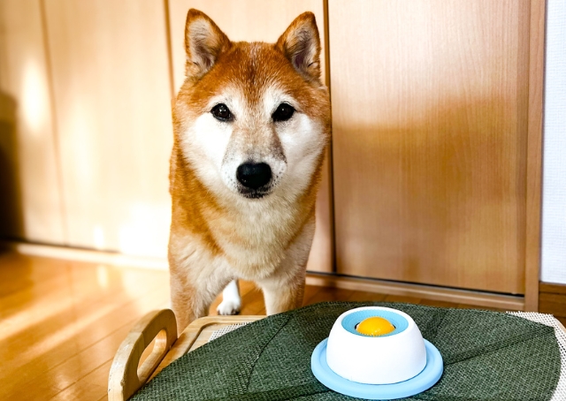 【わんこのぺろぺろ味覚玉】最初は食べ方を教えてあげましょう