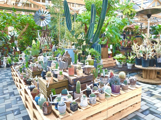 サボテンも種類豊富！