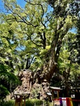 來宮神社の大楠は幹周り約24m高さ約26m 右回りに一周するとご利益あり