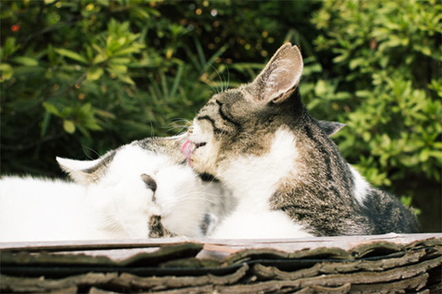 カメラ女子が撮影した“ふわふわ＆もふもふ”の猫たち