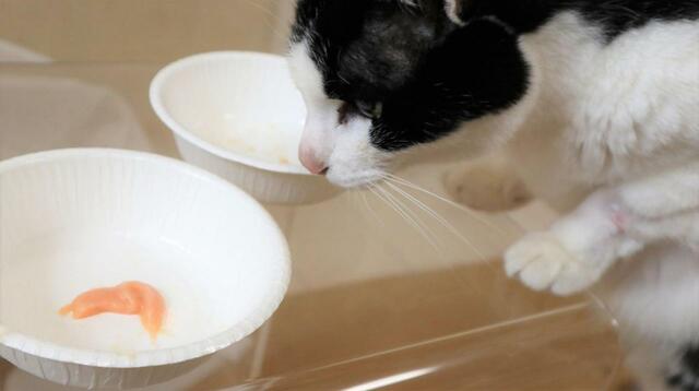 【いなば CIAOちゅ～る】テーブルの上に置くと、前足を乗っけてスンスンするハチワレ