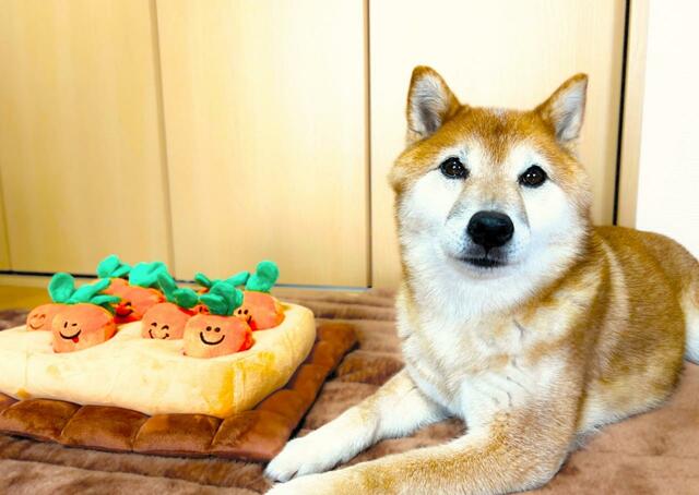 【にんじん畑】見つからないので出して欲しいとアピールされました