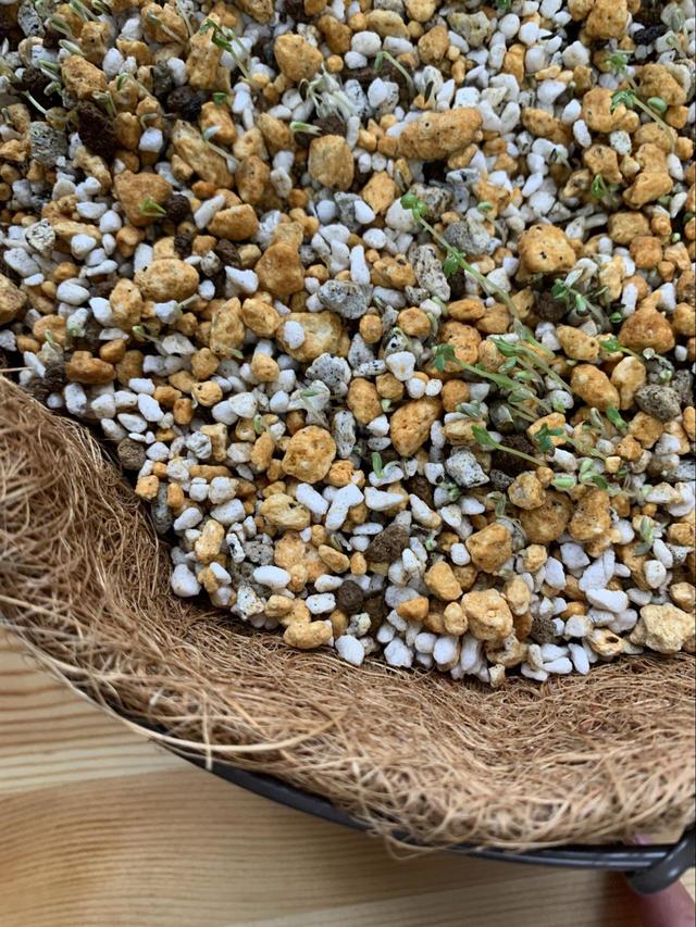 【ベビーリーフの栽培】種まきから3日でところどころ発芽