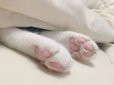 VISUMALで保護されている猫の足　