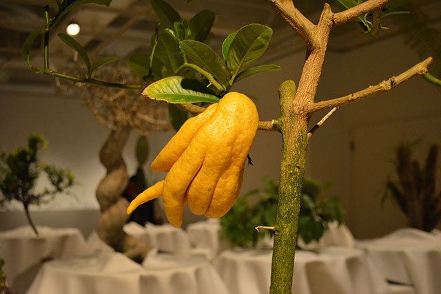 「ウルトラ植物博覧会」で展示されている植物たち