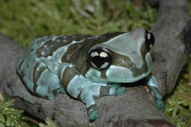 ジュウジメドクアマガエル 画像提供:もうどく展