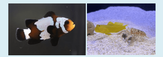 左：スノウフレークオセラリス／右：ニシキテッポウエビ＆ギンガハゼ