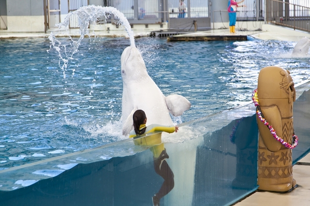 「海のどうぶつたちのショー」