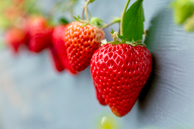 立寄り旬スポット「津久井浜観光農園」