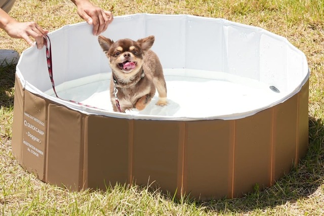 QUICKCAMP「ドッグプール」使用イメージ