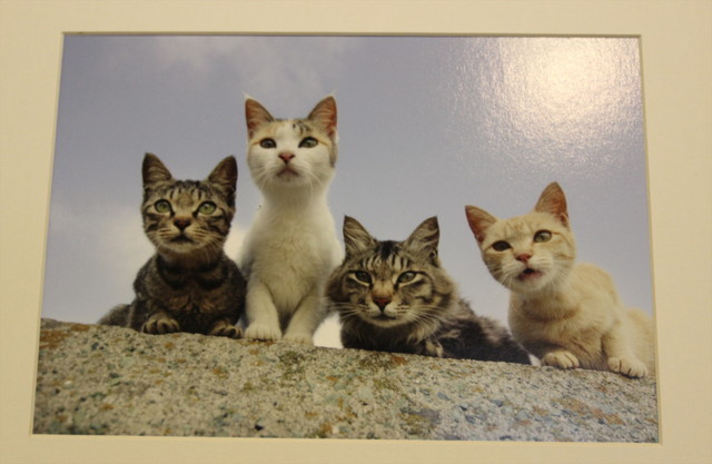 瀬戸内の島で生き生きと暮らす猫たち。（石原さくら）