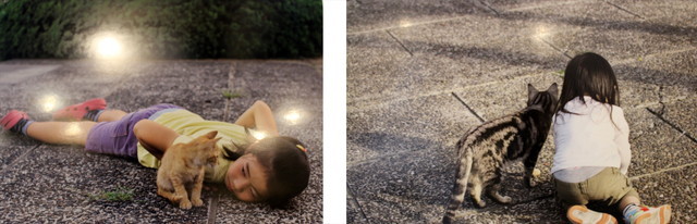 お寺や神社にいる猫たち。子供達とも仲良し。（河井蓬） 