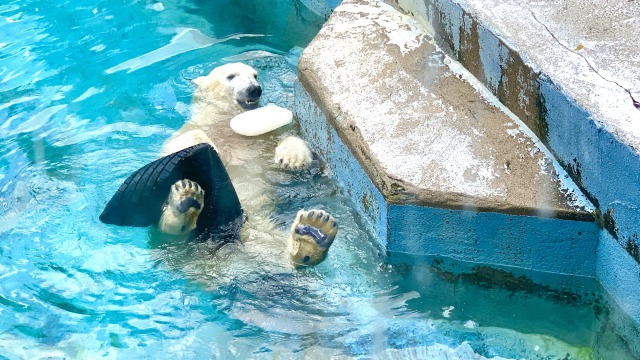 どんだけ遊ぶのっていうくらいとにかくずっと1人で遊んでるホウちゃん
