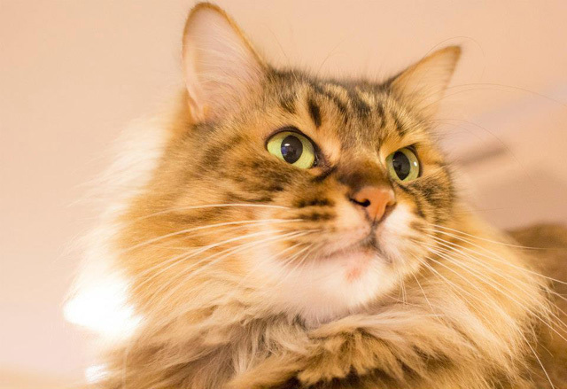 カメラ女子が撮影した“ふわふわ＆もふもふ”の猫たち