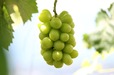 【ゴンチャ】長野県で70年続くぶどう農家「瓦屋GRAPES」による上質なシャインマスカット（イメージ）