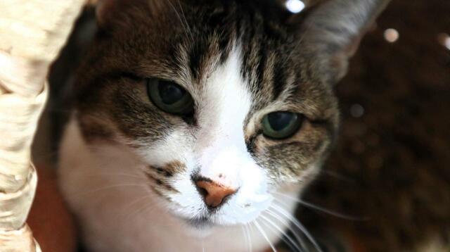 毛を提供してくれる猫ちゃん【フェリシモ 猫部  猫毛を入れられるロケットペンダント】