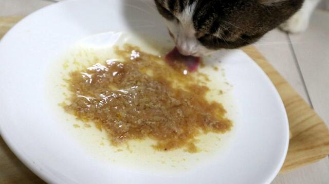 【スープストックトーキョー 猫のためのスープ 】平皿は顔がよく見えます