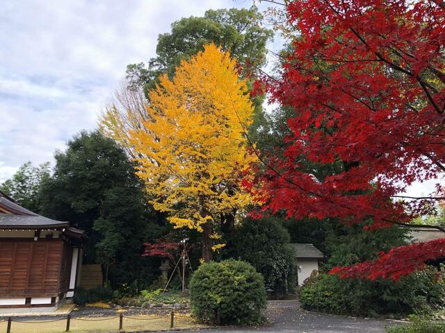 【阿佐ヶ谷神明宮】この季節は境内の紅葉も見頃