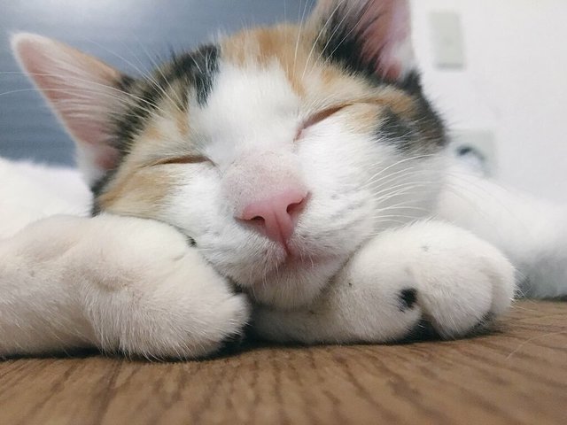 VISUMALで保護されている猫　