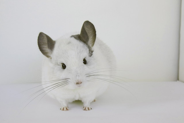 Japan Chinchilla Festival