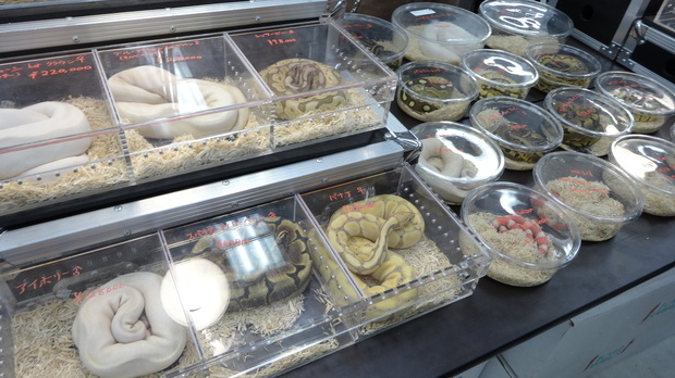 「東京レプタイルズワールド2014」に集まった動物たち