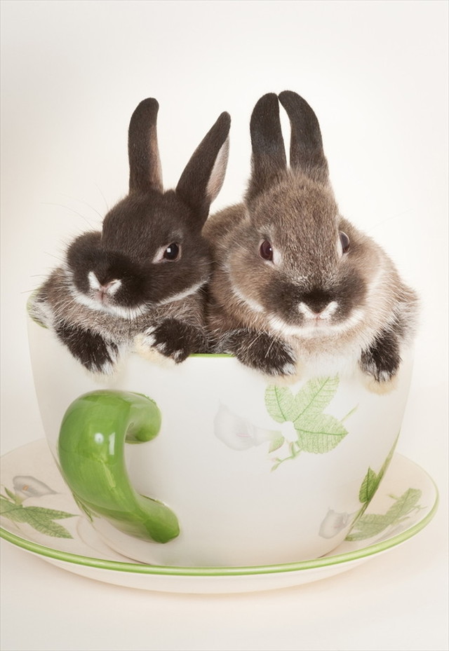 うさぎしんぼる展