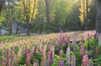 【国営武蔵丘陵森林公園】ルピナスが咲く花畑