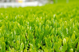 柔らかくて、目にも鮮やかな、新緑の茶葉!