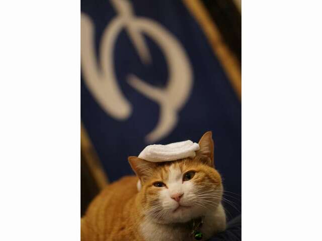 1位：誰とでも仲良くなる「チャーチャちゃん」岩魚茶舎（山梨県）【『じゃらん』会ってみたい宿の看板ねこランキング2024】