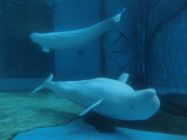 横浜デート：横浜・八景島シーパラダイス