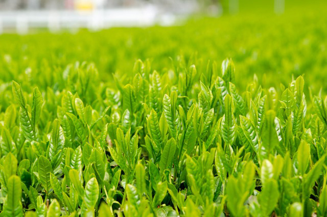柔らかくて、目にも鮮やかな、新緑の茶葉!