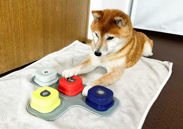 【犬の会話ボタン】「これでOK？」という感じで押してみる様子。可愛い！