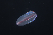 シンカイウリクラゲ（輝く生物たち）