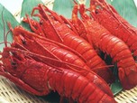 千葉県勝浦市伊勢海老セット