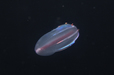 シンカイウリクラゲ（輝く生物たち）