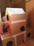 あーりーさん家のルナ君／立派な段ボールハウスはあーりーさんの手作り！