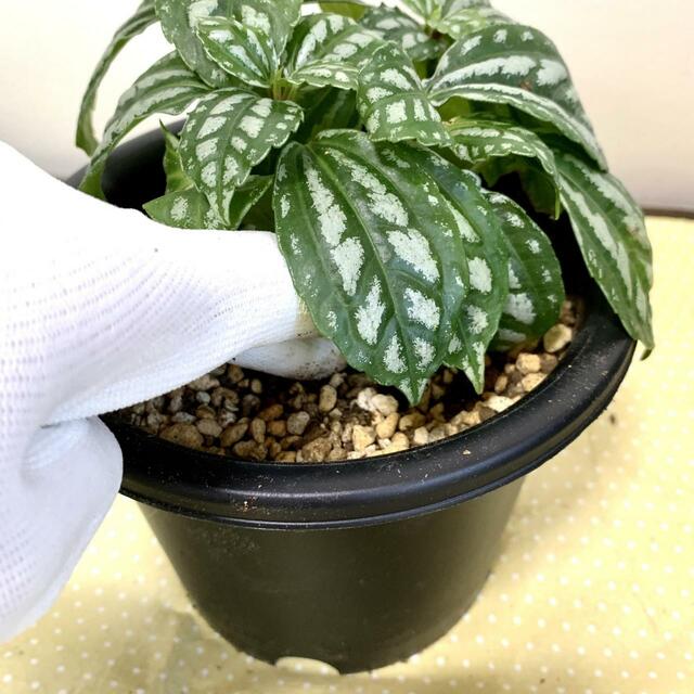 【観葉植物の植え替え】土は鉢の8分目まで入れます