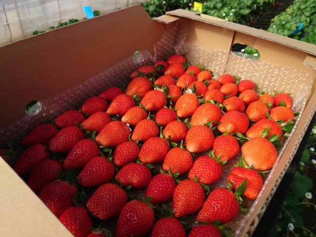 国産ブランドいちご